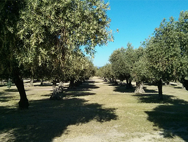 Olea europaea