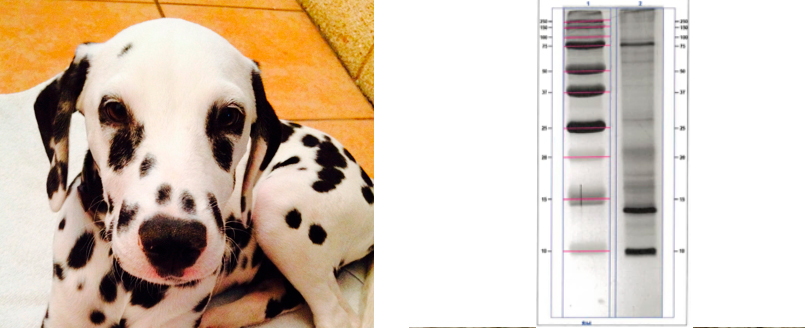 DANDER (Ph. Eur. 2621 Animal epithelia and outgrowths for allergen products)